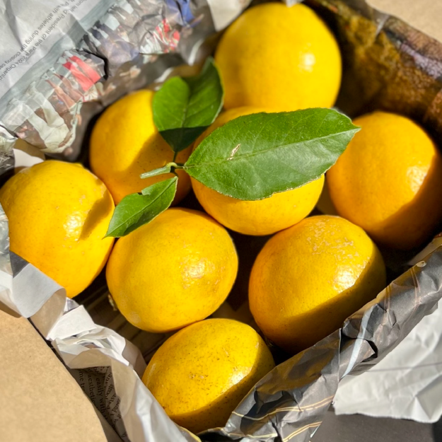 富士見台農園マイヤーレモン